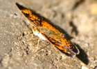 Pearl Crescent Butterfly