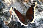 Mourning Cloak Butterfly