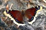 Mourning Cloak Butterfly