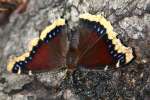 Mourning Cloak Butterfly