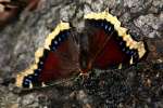 Mourning Cloak Butterfly