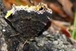 Mourning Cloak Butterfly