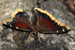 Mourning Cloak Butterfly