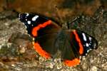 Red Admiral Butterfly