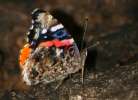 Red Admiral Butterfly