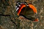 Red Admiral Butterfly