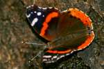 Red Admiral Butterfly