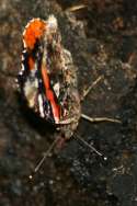 Red Admiral Butterfly