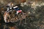 Red Admiral Butterfly