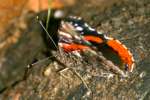 Red Admiral Butterfly