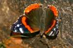 Red Admiral Butterfly