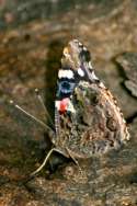 Red Admiral Butterfly