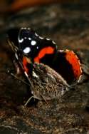 Red Admiral Butterfly