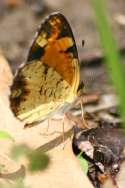 Pearl Crescent Butterfly