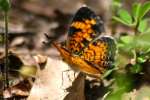 Pearl Crescent Butterfly