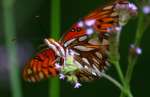 Gulf Fritillary Butterfly