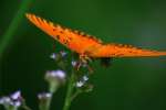 Gulf Fritillary Butterfly