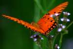 Gulf Fritillary Butterfly