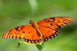 Gulf Fritillary Butterfly