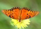 Gulf Fritillary Butterfly