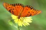 Gulf Fritillary Butterfly