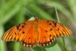 Gulf Fritillary Butterfly