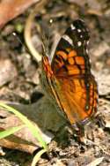 American Lady Butterfly