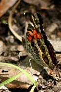 American Lady Butterfly