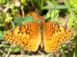 Variegated Fritillary Butterfly