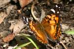 American Lady Butterfly