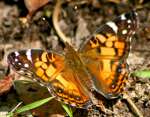 American Lady Butterfly