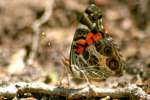 American Lady Butterfly