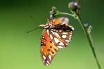 Gulf Fritillary Butterfly