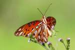 Gulf Fritillary Butterfly