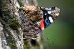 Red Admiral Butterfly