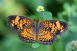 Pearl Crescent Butterfly