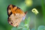 Pearl Crescent Butterfly