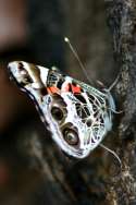 American Lady Butterfly