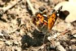 American Lady Butterfly