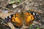 American Lady Butterfly