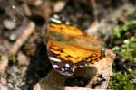 American Lady Butterfly