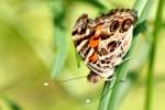 American Lady Butterfly