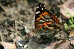 American Lady Butterfly