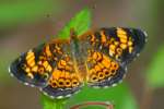 Pearl Crescent Butterfly