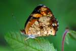 Pearl Crescent Butterfly