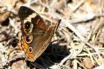 Buckeye Butterfly