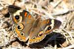 Buckeye Butterfly