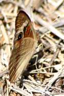 Buckeye Butterfly