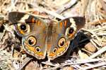 Buckeye Butterfly