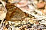 Buckeye Butterfly